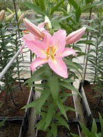 [1788 Fenice No02.JPG]